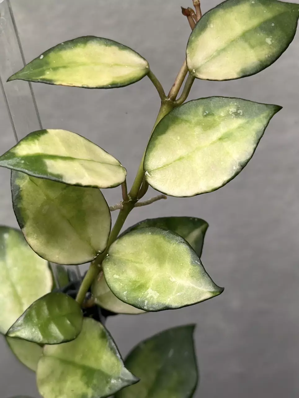 Hoya Asami inner variegated ( 2 node cut only) thumbnail