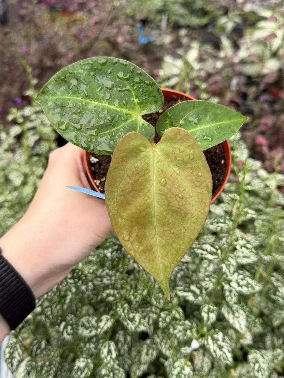 Anthurium Subs x DP specific 4” Pot 8280EMP | F thumbnail