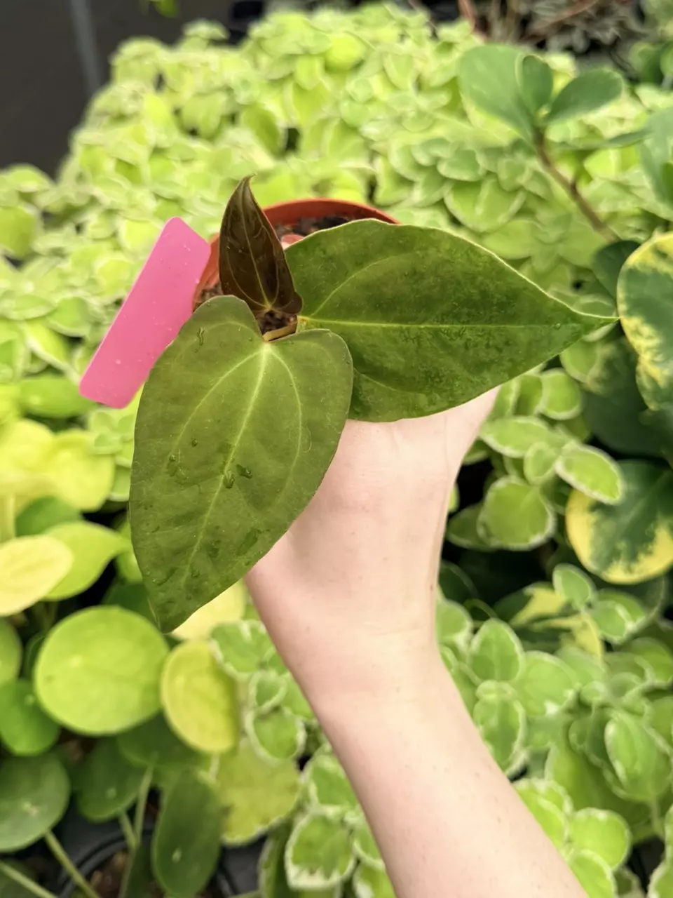 Anthurium DP x Besseae Specific 4” Pot 9000FEP | F thumbnail