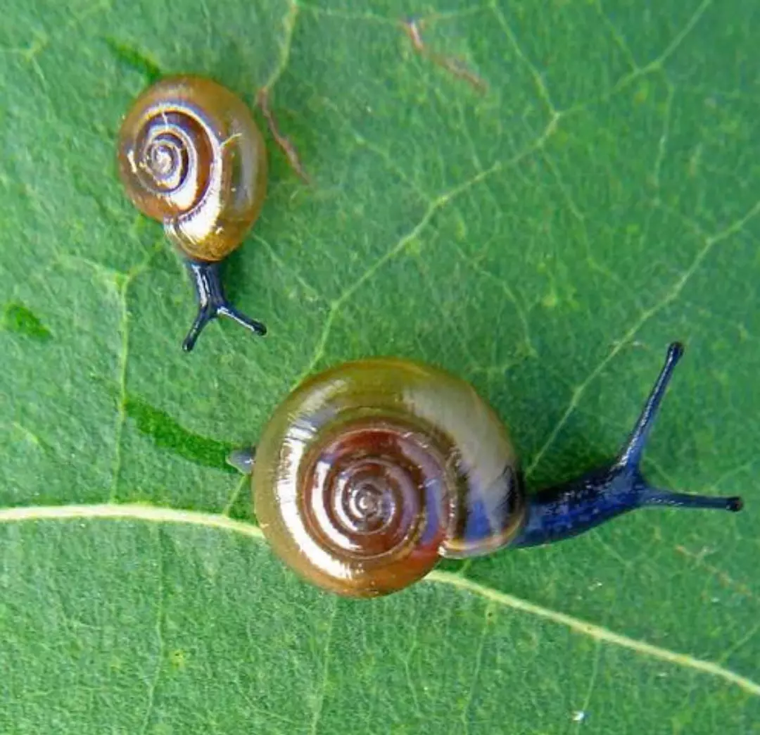 Garlic Snails (feeder) 10 count thumbnail
