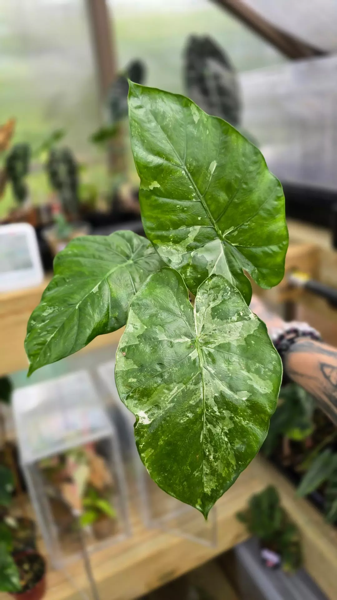 Alocasia Batik thumbnail