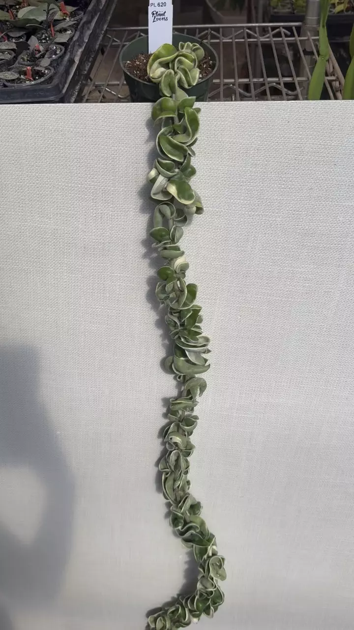 620: XL Variegated Rope Very Long thumbnail