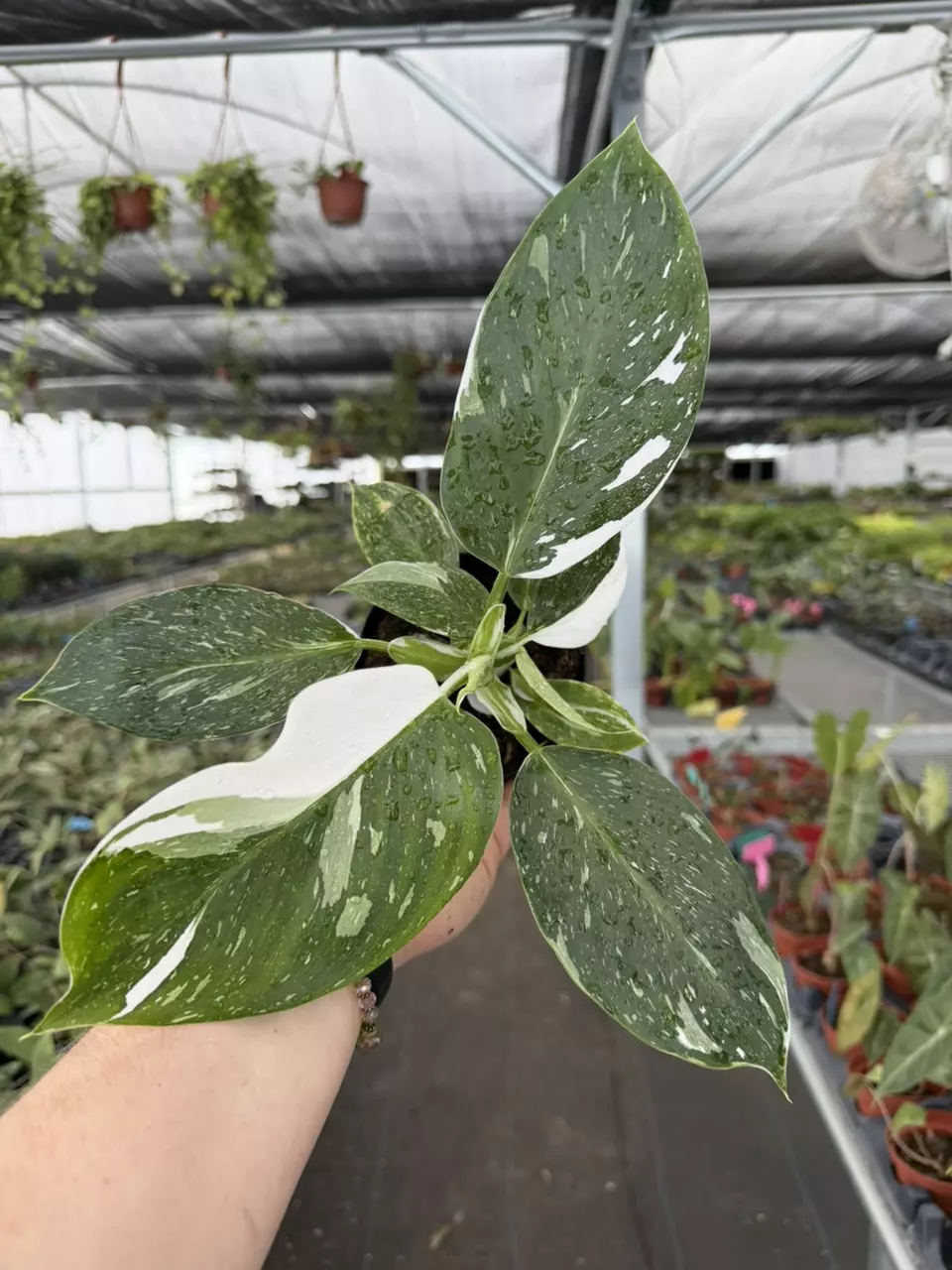 Exact Plant White Wizard Specific 4” 8433RSP | F thumbnail