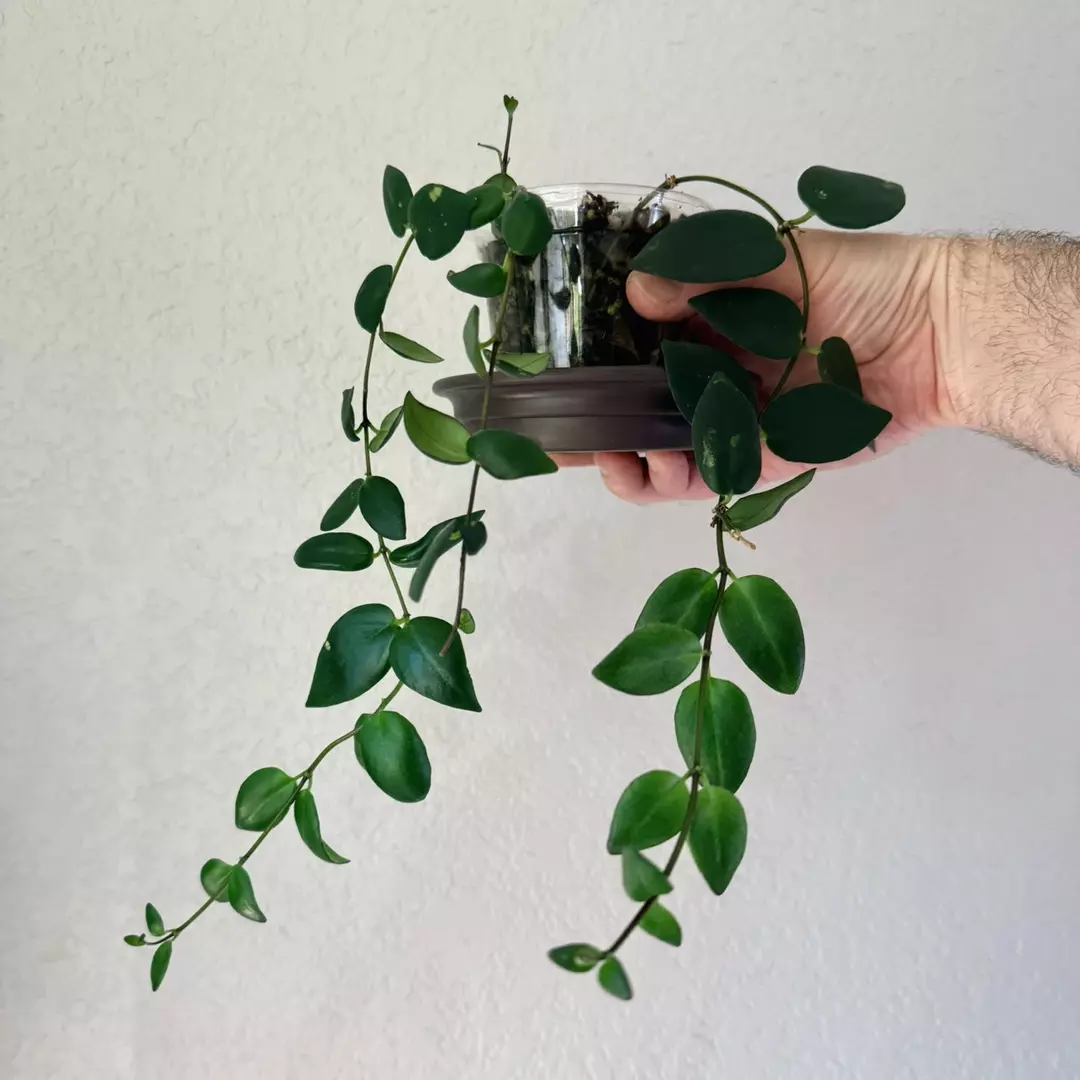 Lipstick Plant (Possibly “Mona Lisa”) 🌺 thumbnail