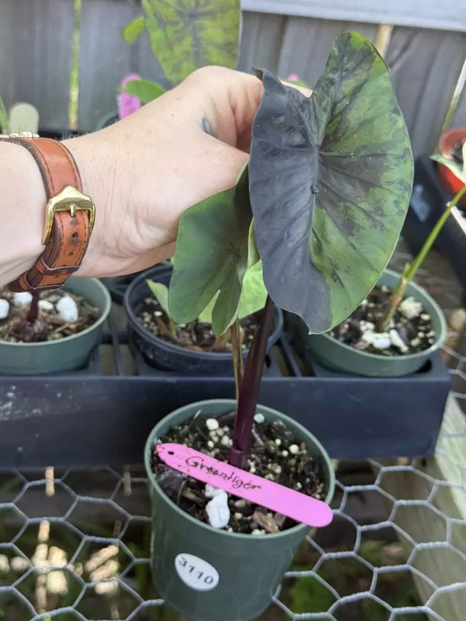 3110 green Tiger Colocasia thumbnail