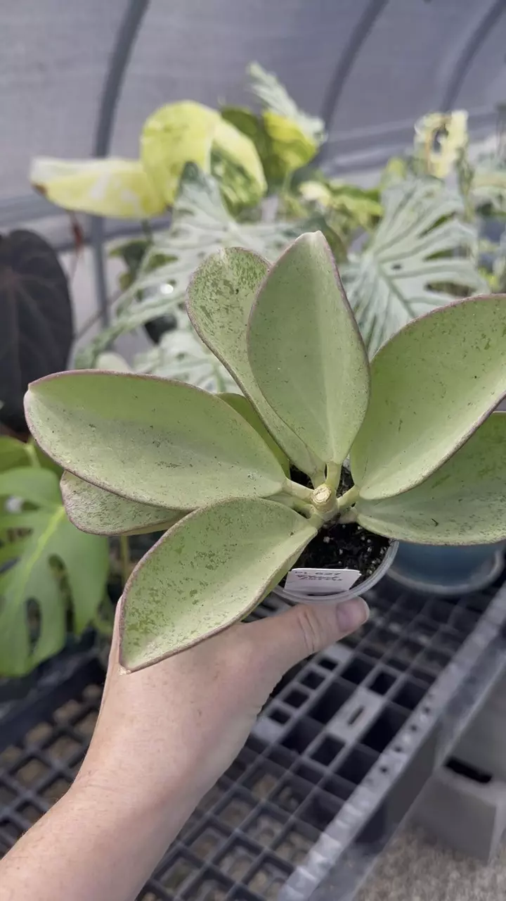 627: 3 inch Pachyclada Silver thumbnail
