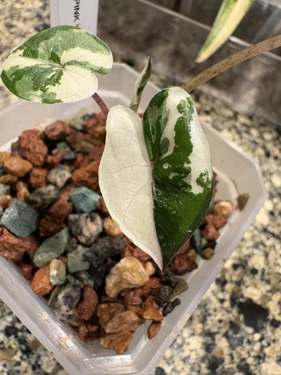 Alocasia Pink Yucatán Princess thumbnail
