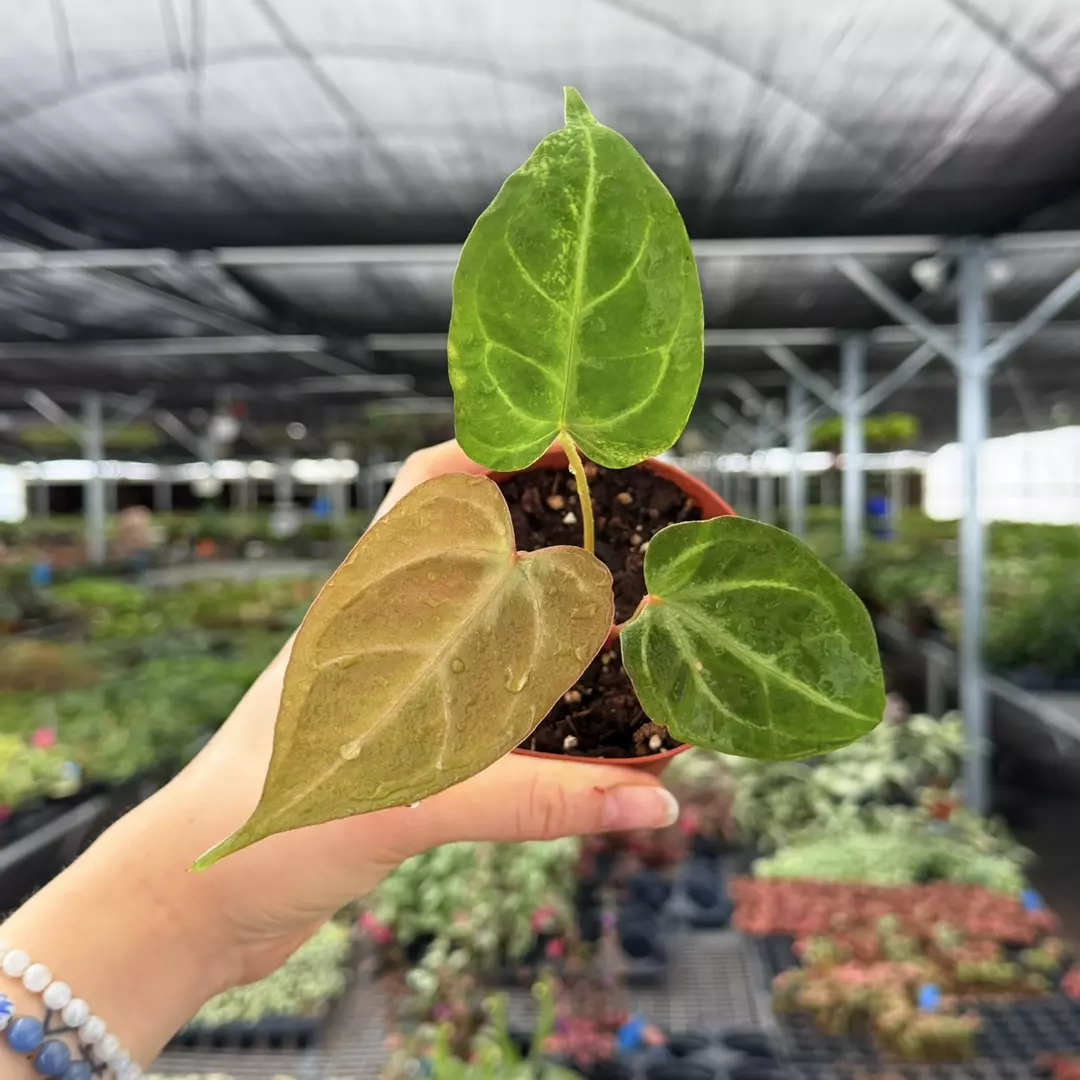 Anthurium Regale x Waroq Specific 4” Pot 8986ZSP | F | thumbnail