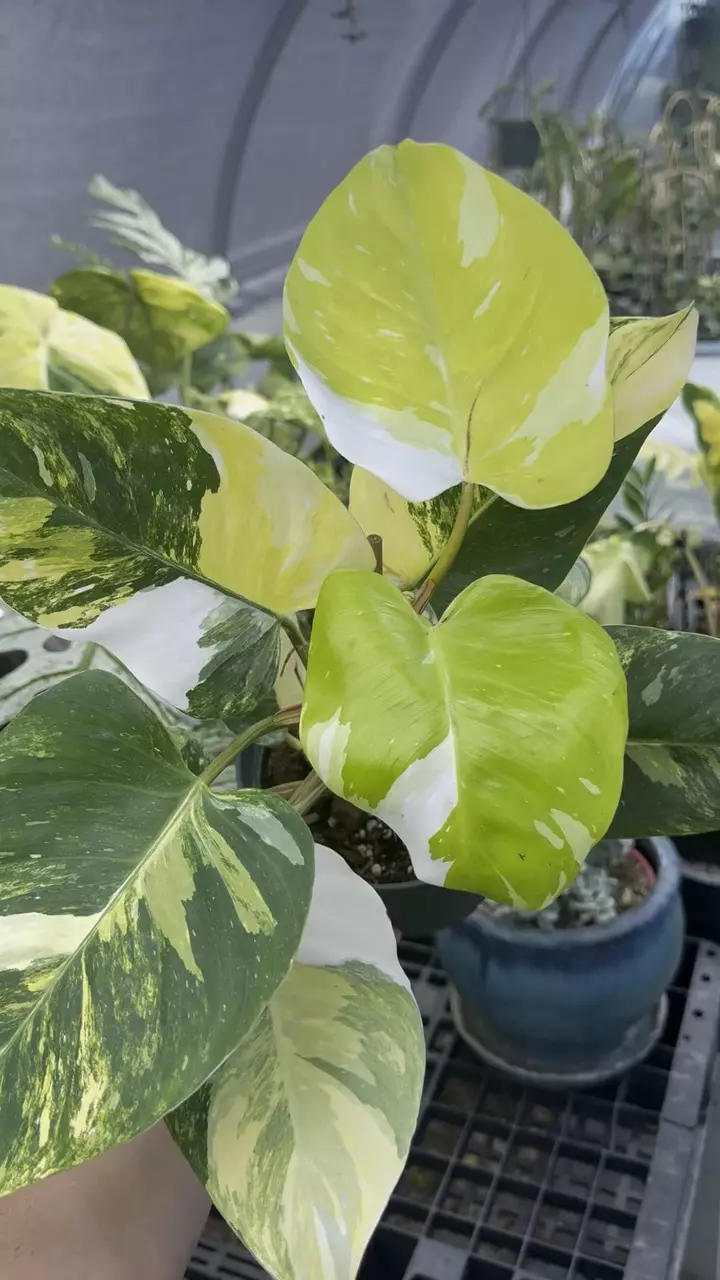 659: 6 inch Philodendron Princess Aurea Tricolor thumbnail