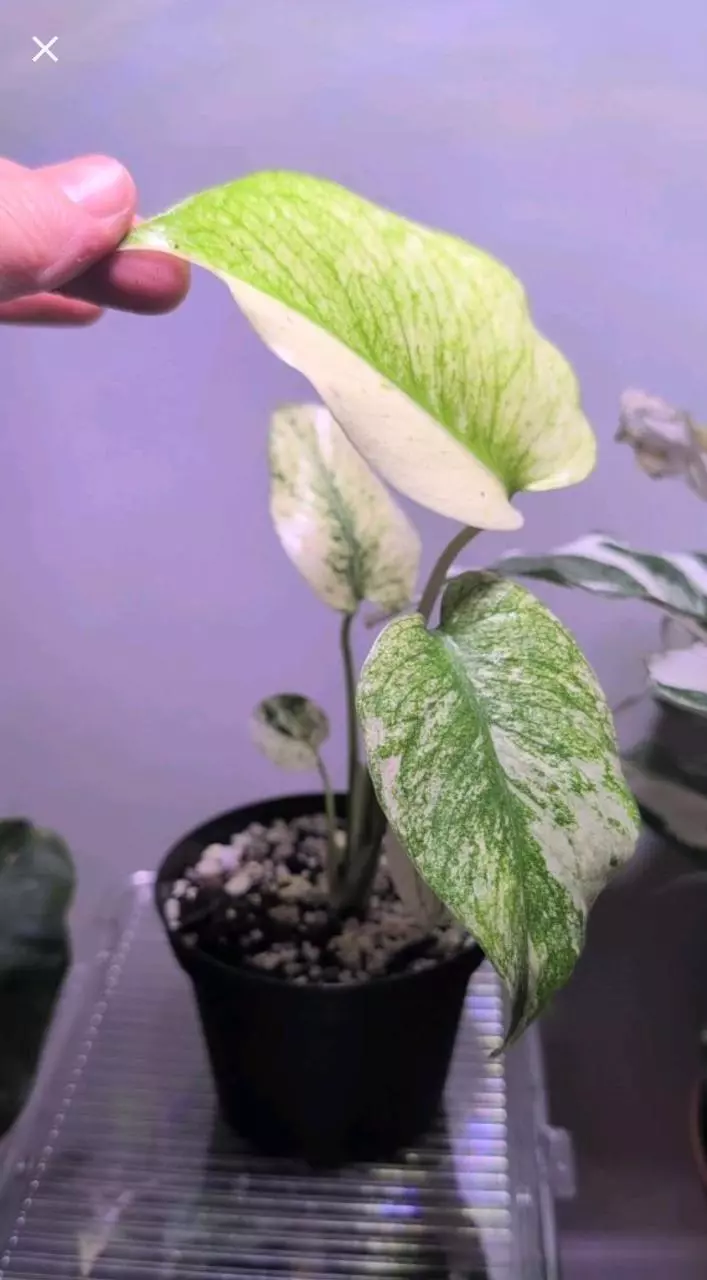 Monstera Mint thumbnail