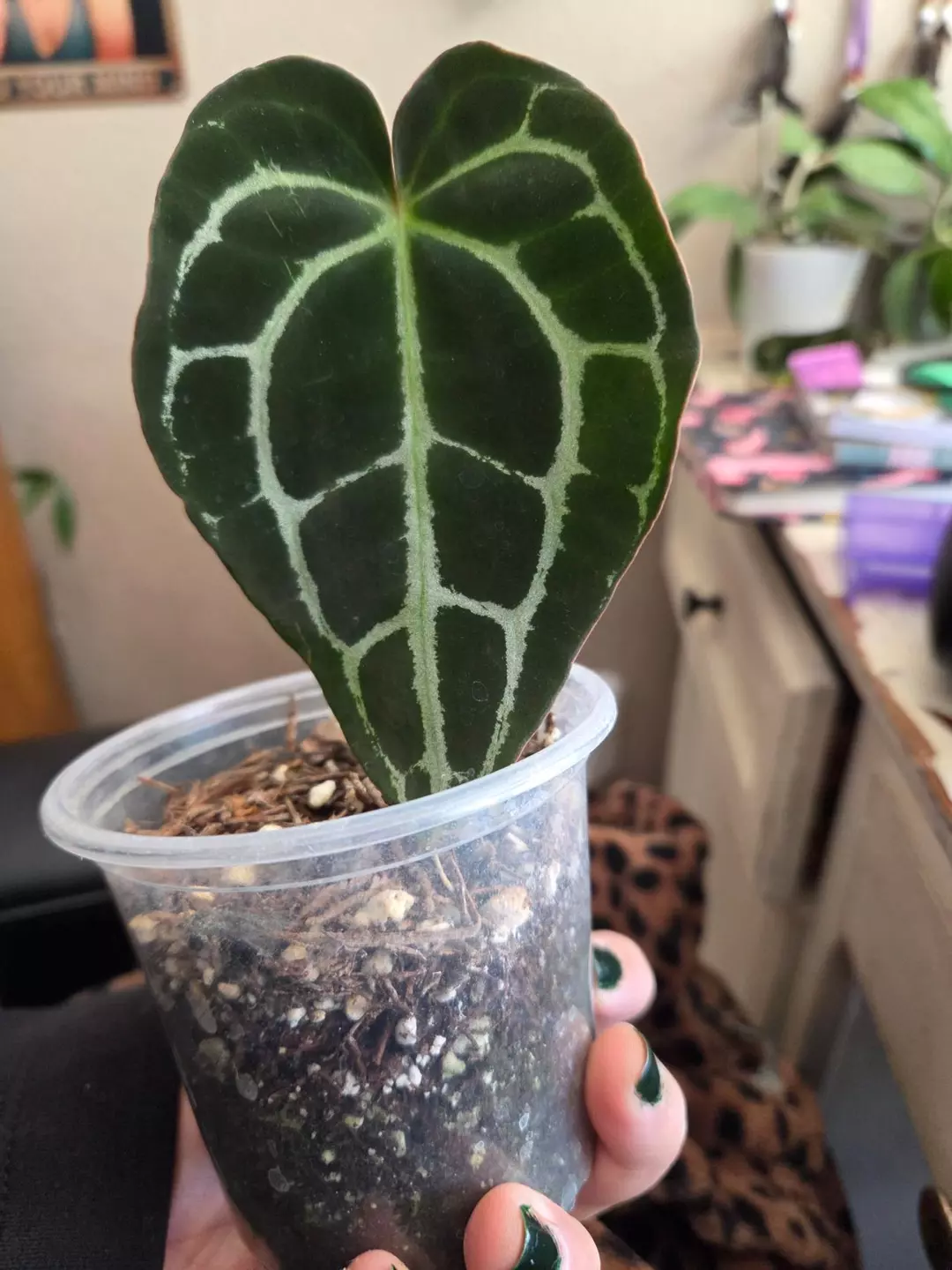 Anthurium skg grey thumbnail