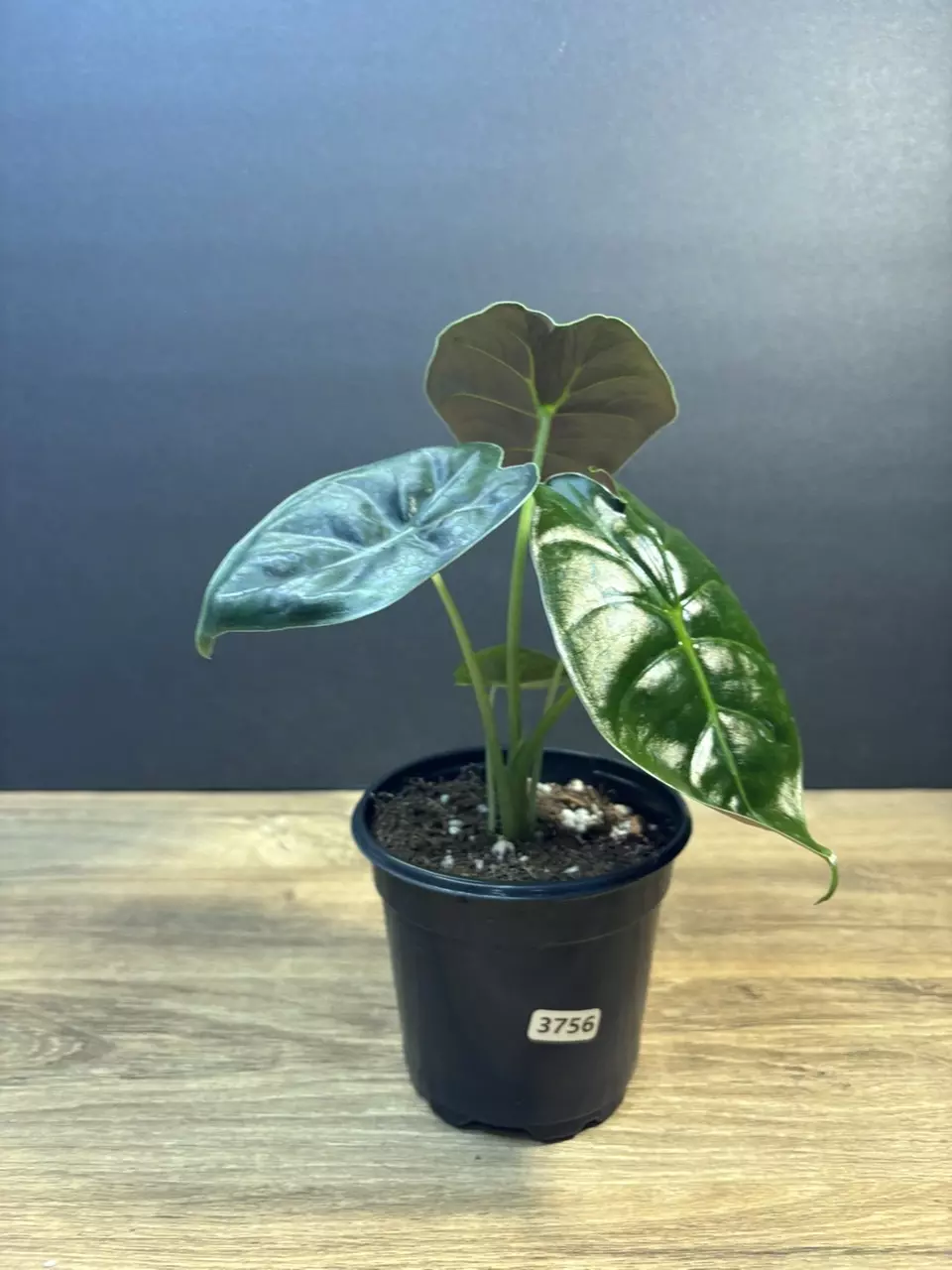 Alocasia Golden Bone 4” 3756 thumbnail