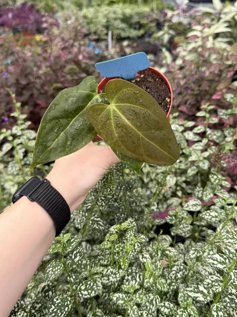 Anthurium Subs x DP Specific 4” Pot 8266EMP | F thumbnail