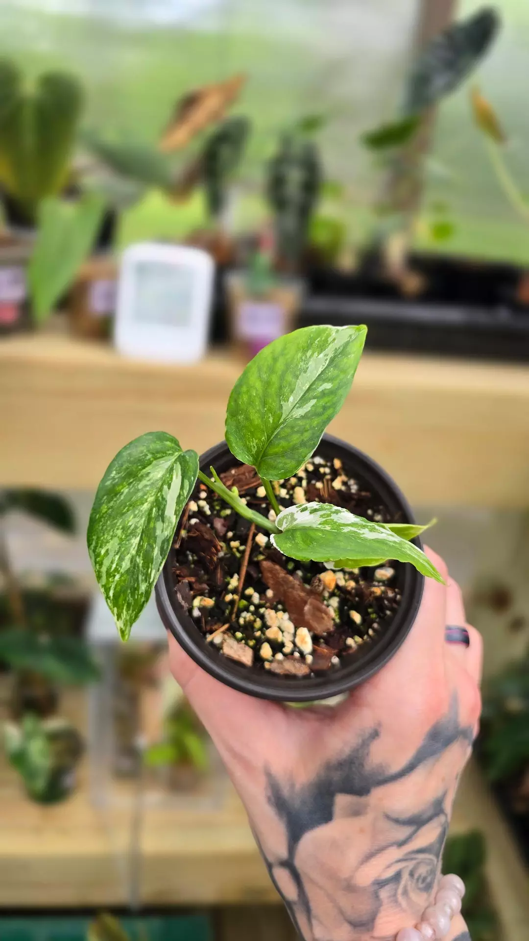 Epipremnum pinnatum albo thumbnail