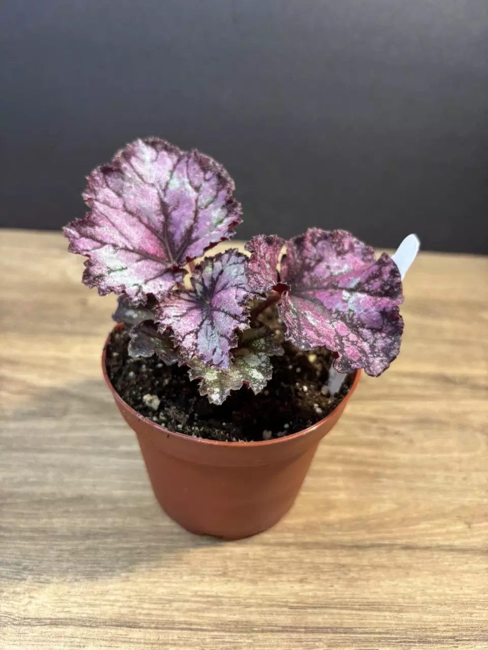 Begonia Bright Oasis 4” 3780 thumbnail