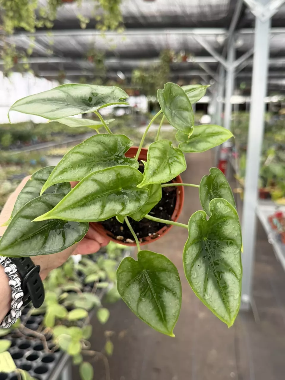 Exact Plant Alocasia Dewey’s Reversa Specific 4” Pot 8443RSP | F | thumbnail