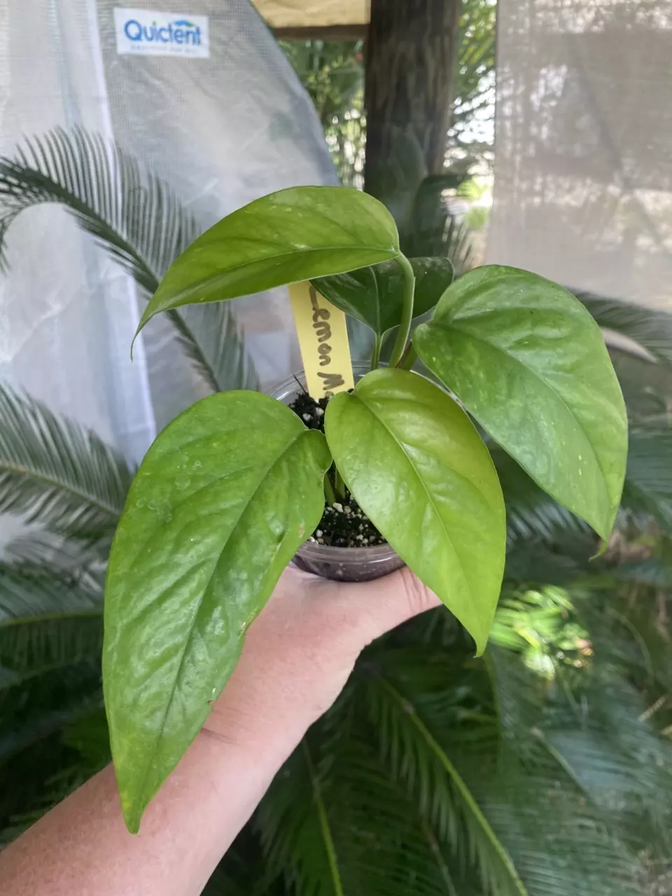 Lemon Mable Epipremnum thumbnail