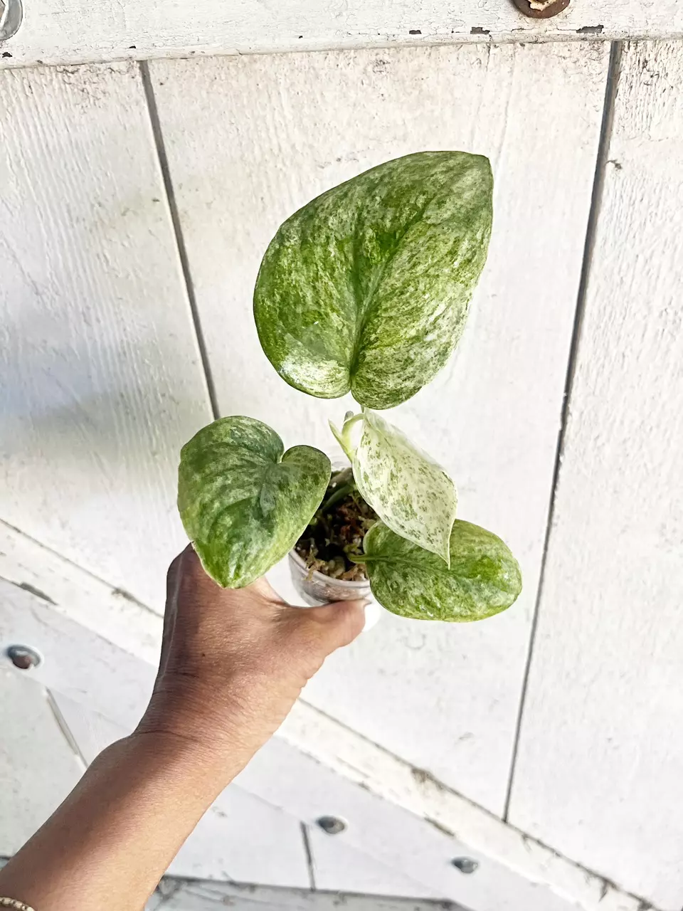 ☘️Scindapsus Marble thumbnail