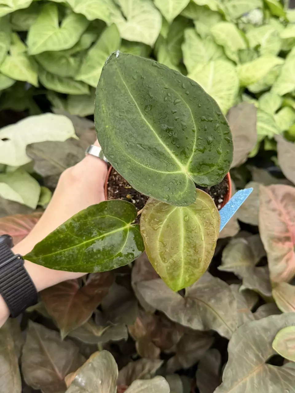 Anthurium Besseae x Ferrari 8287EMP | F thumbnail