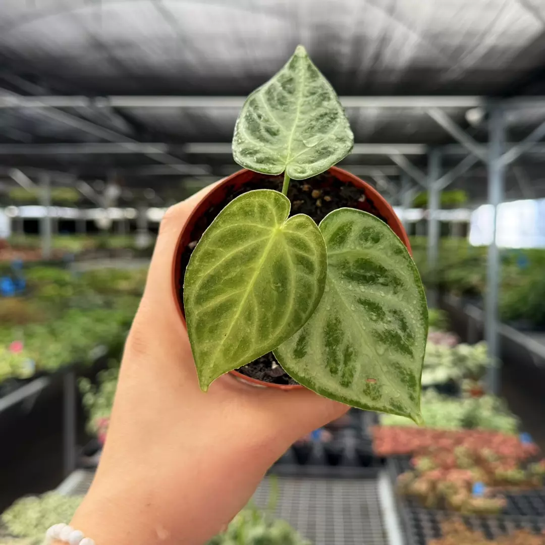 Anthurium Silver Chrome Specific 4” Pot 9106ZSP | F | thumbnail