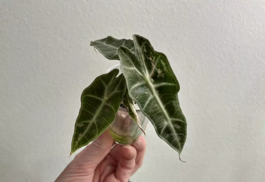 Alocasia Amazonica Polly pink thumbnail