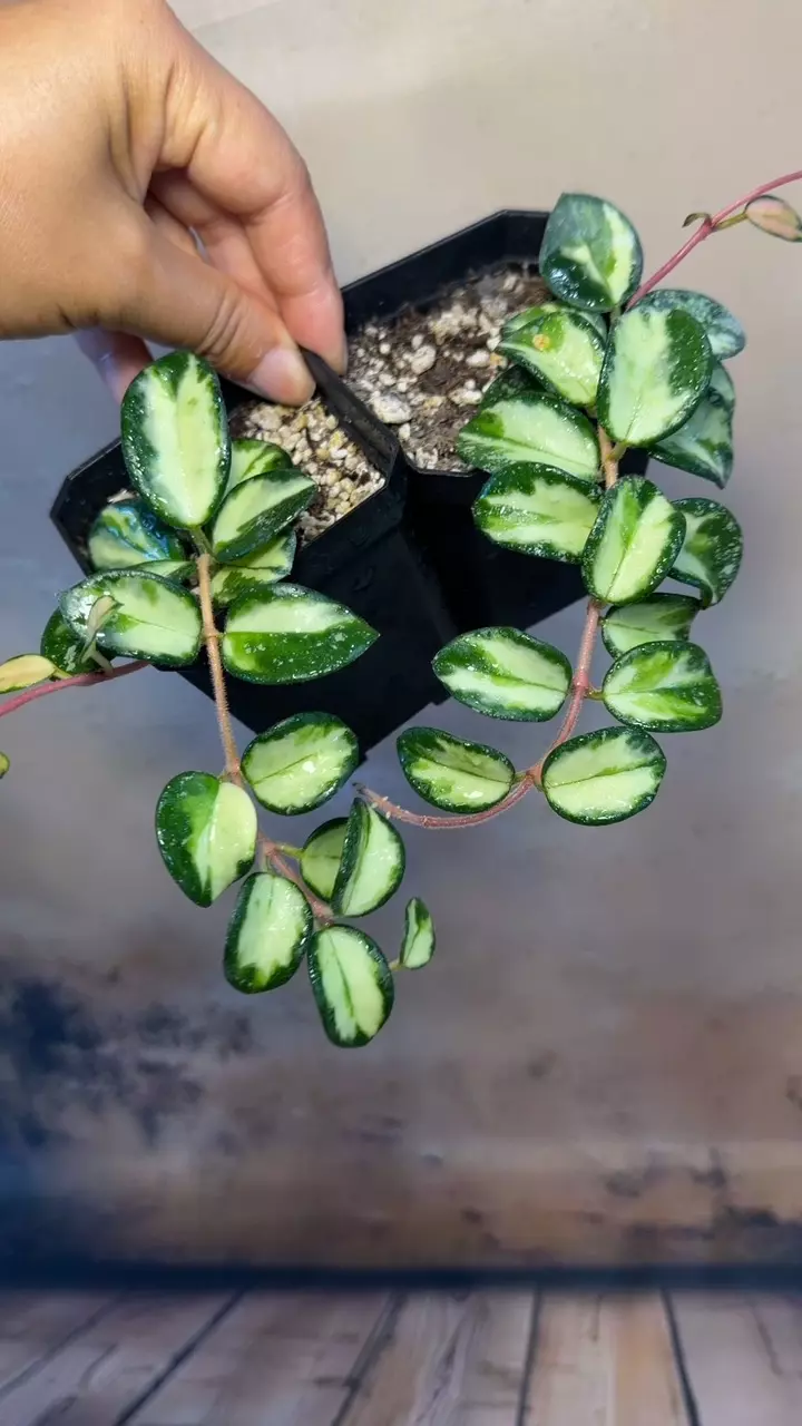 Hoya Mathilde Variegata/Bundled Sales thumbnail