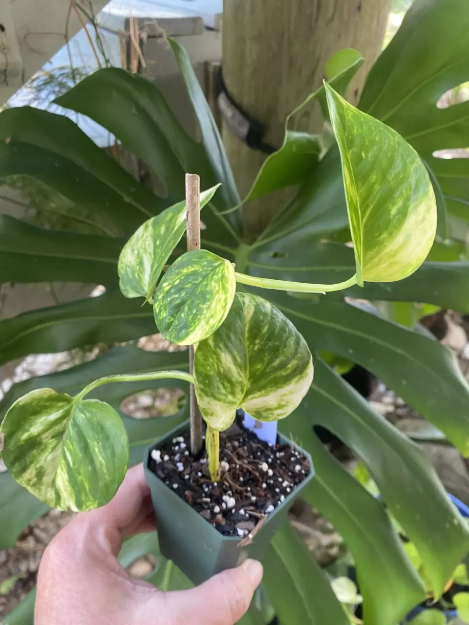 Teruno Valencia Japanese Pothos thumbnail