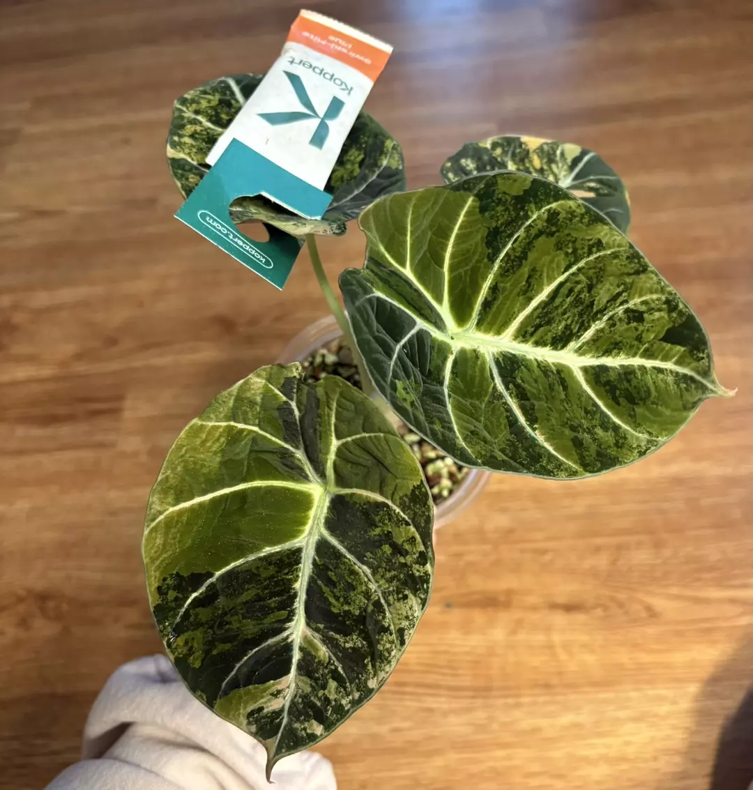 Alocasia Black Velvet Gold CORMS thumbnail