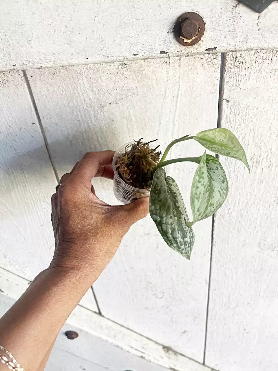 ☘️Scindapsus Geulis thumbnail