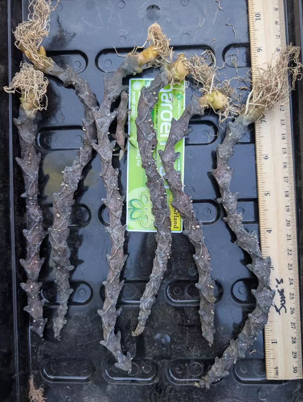 C0, Ceropegia armandii 6"+ rooted plants., GC thumbnail