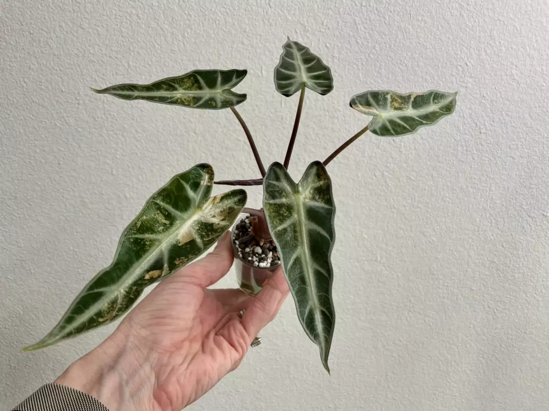 Alocasia Bambino aurea thumbnail