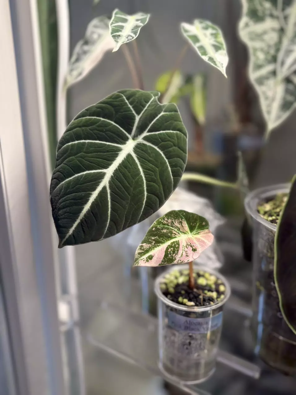 Alocasia Pink Black Velvet CORMS thumbnail