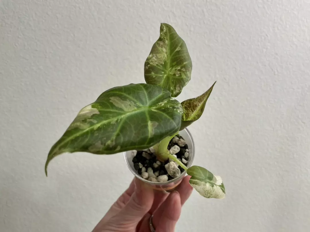 Alocasia Regal Shield Albo B thumbnail