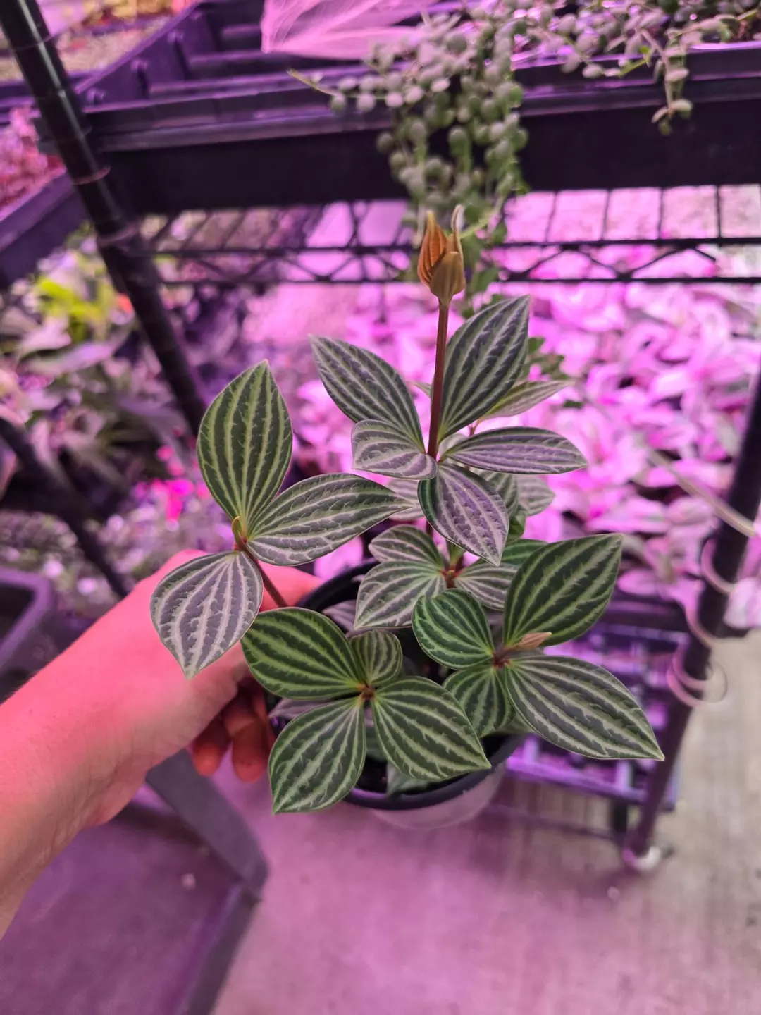 4in Peperomia puteolata GC thumbnail
