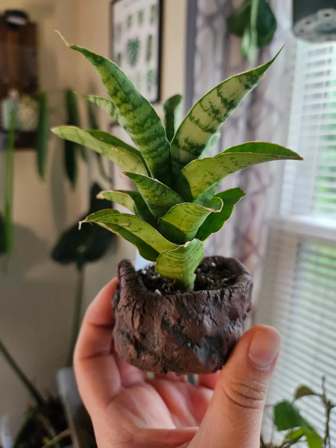 Sanseveria Noid in handmade pot thumbnail
