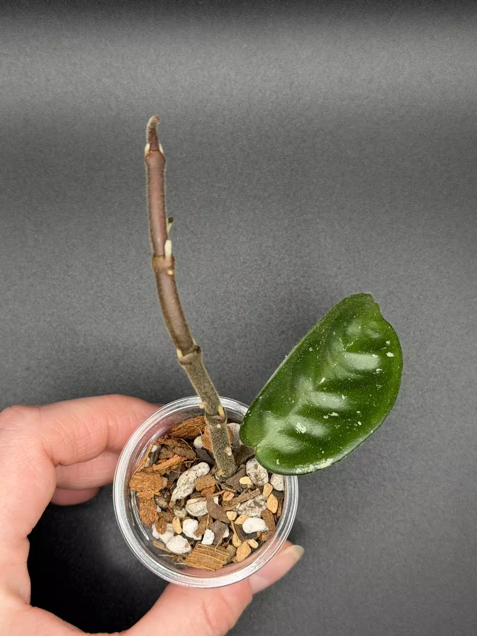 H. Carnosa ‘Krinkle 8’ thumbnail