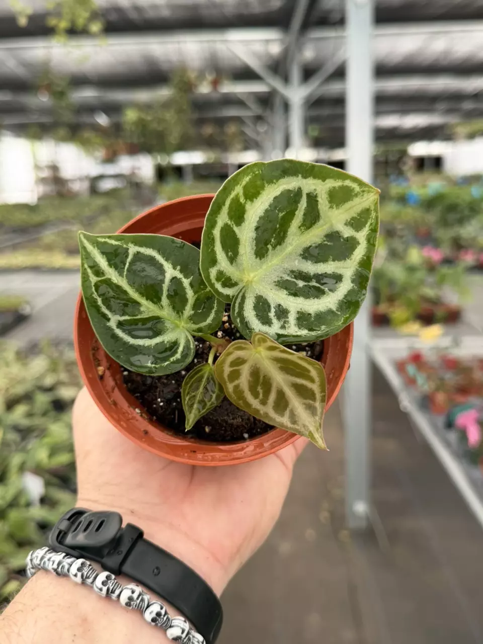 Exact Plant Anthurium Silver Tiger x Hoffmanii Specific 4” Pot 8436RSP | F | thumbnail