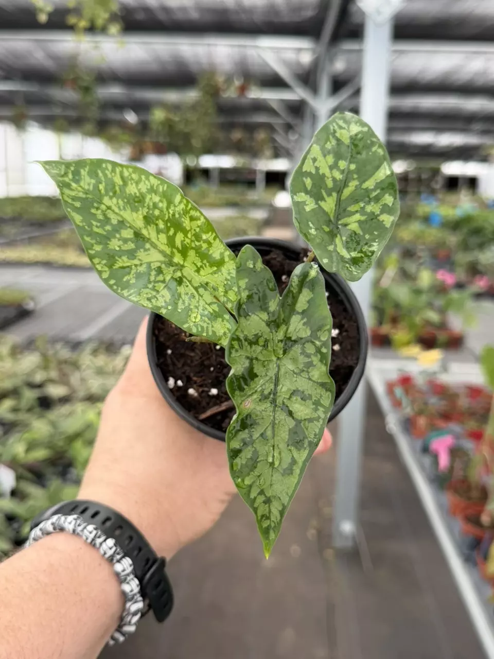 Exact Plant Alocasia Shattered Glass Specific 4” Pot 8442RSP | F | thumbnail