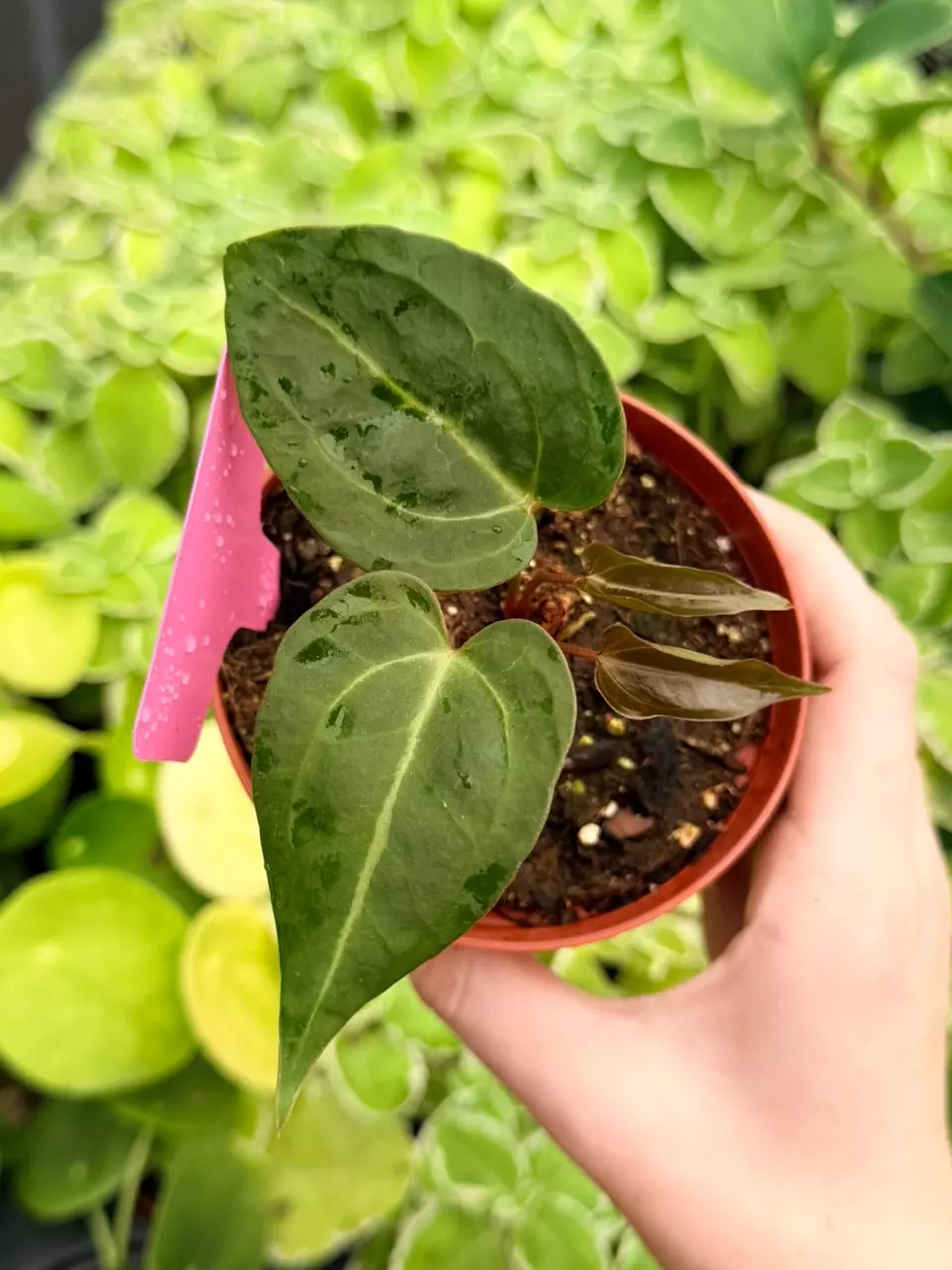 Anthurium Red Stem x Legend Specific 4” Pot 9015FEP | F thumbnail