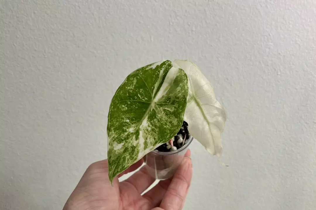 Alocasia Pink Dragon albo C thumbnail