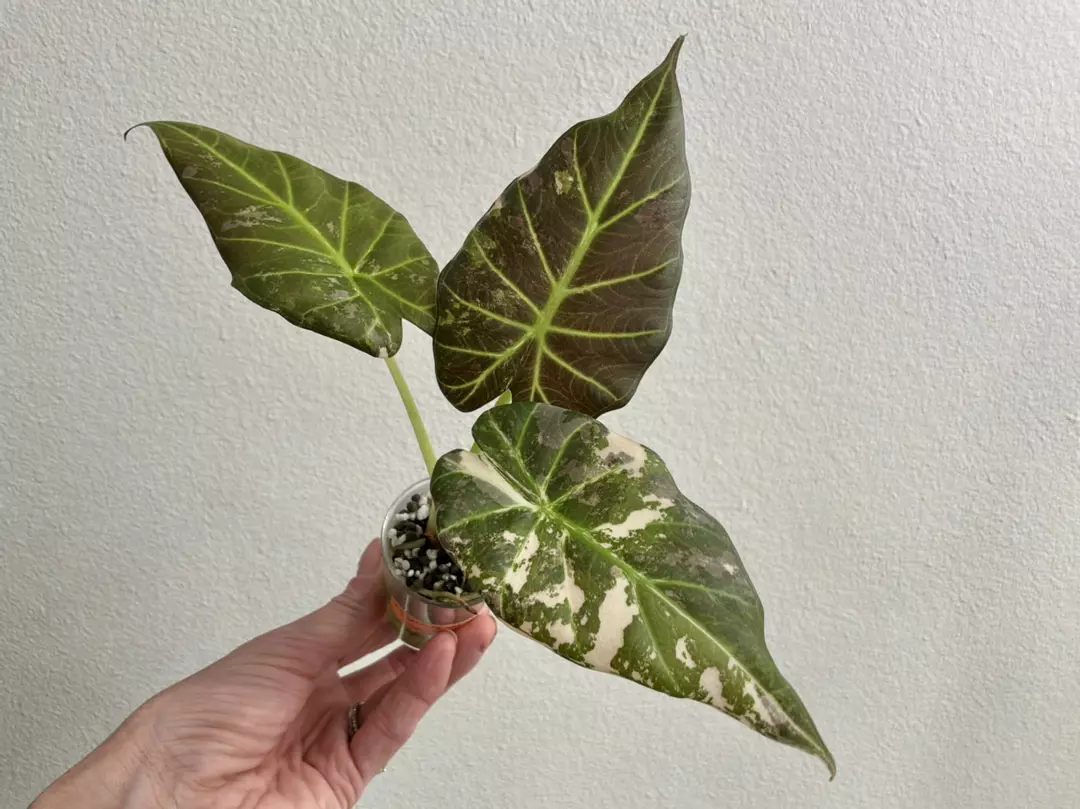 Alocasia Regal Shield Albo A thumbnail