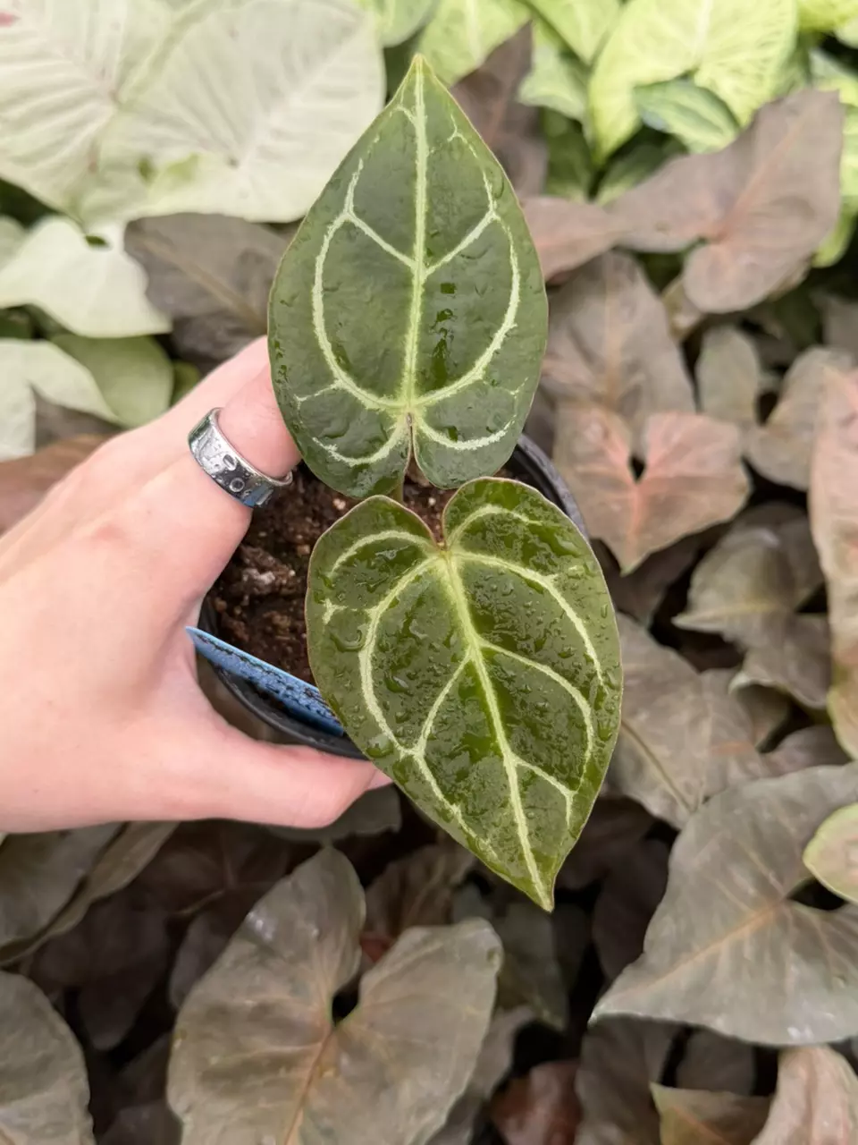 Anthurium Carla x Papi Red Sinus Specific 4” Pot 8291EMP | F thumbnail