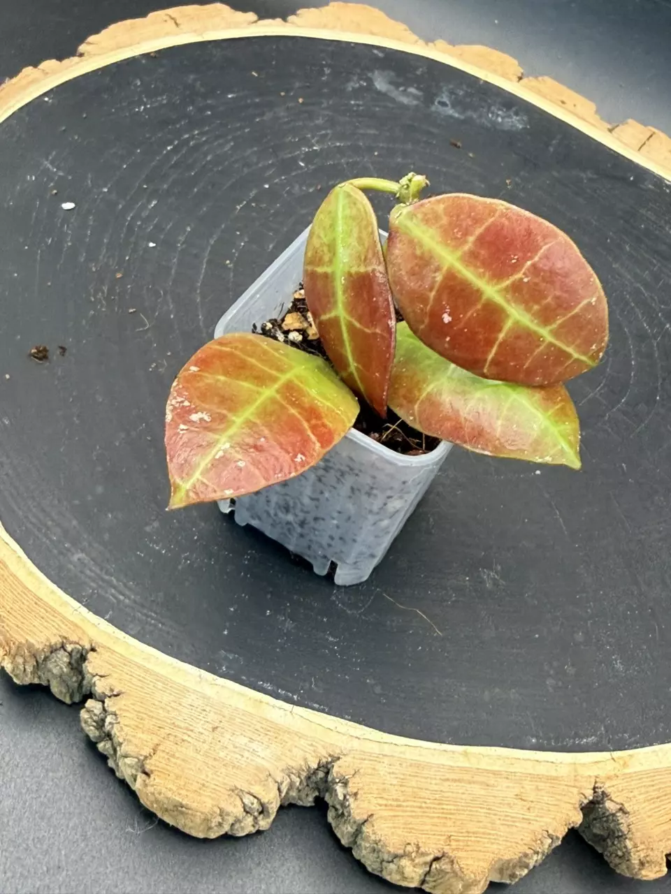 Hoya Walliniana #451 thumbnail