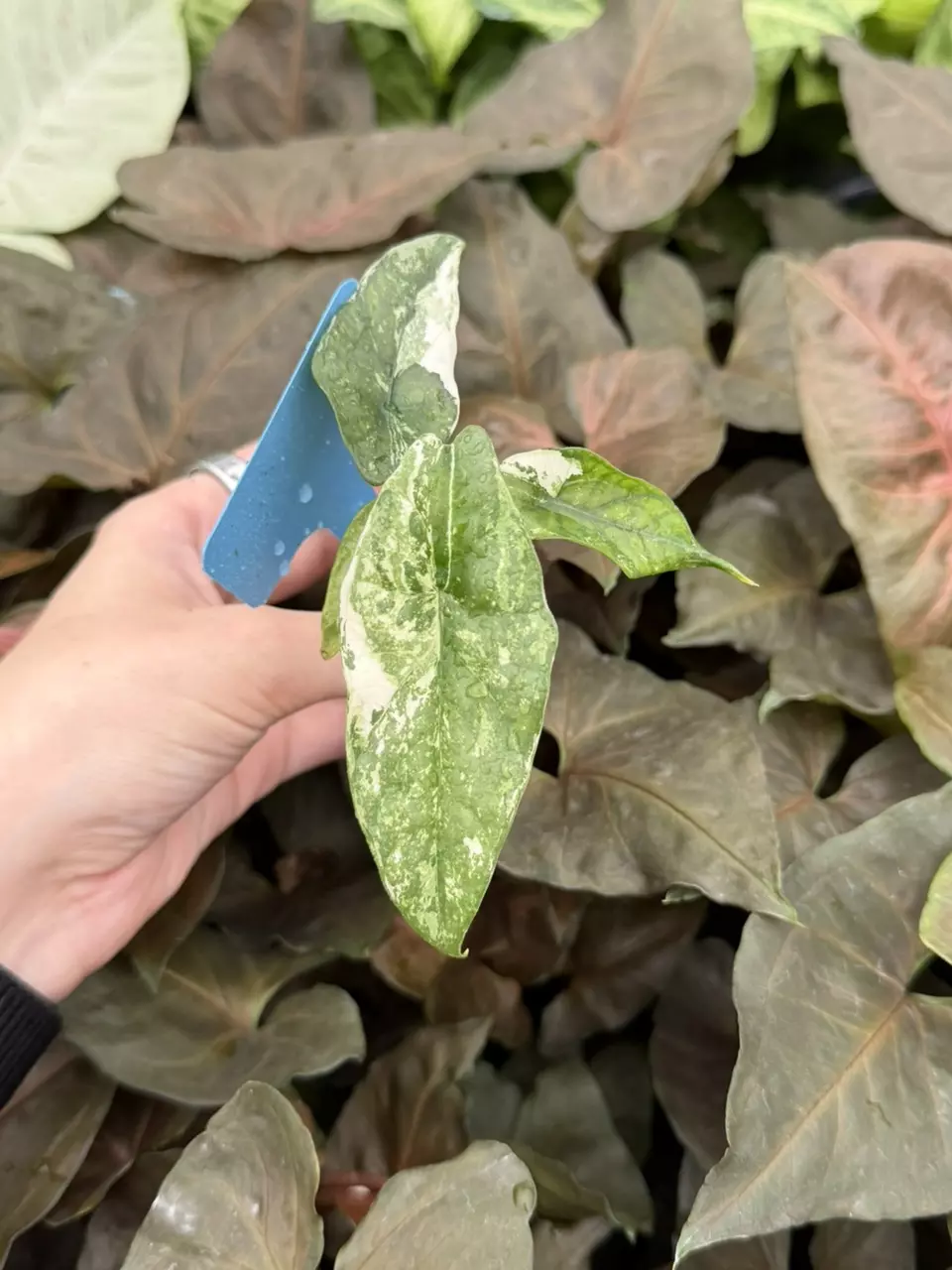 Alocasia Simpo Albo Specific Starter 8295EMP | F thumbnail