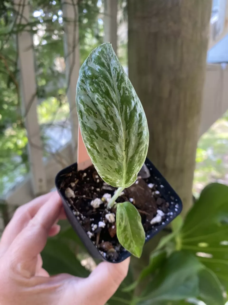 Krabi Pothos thumbnail