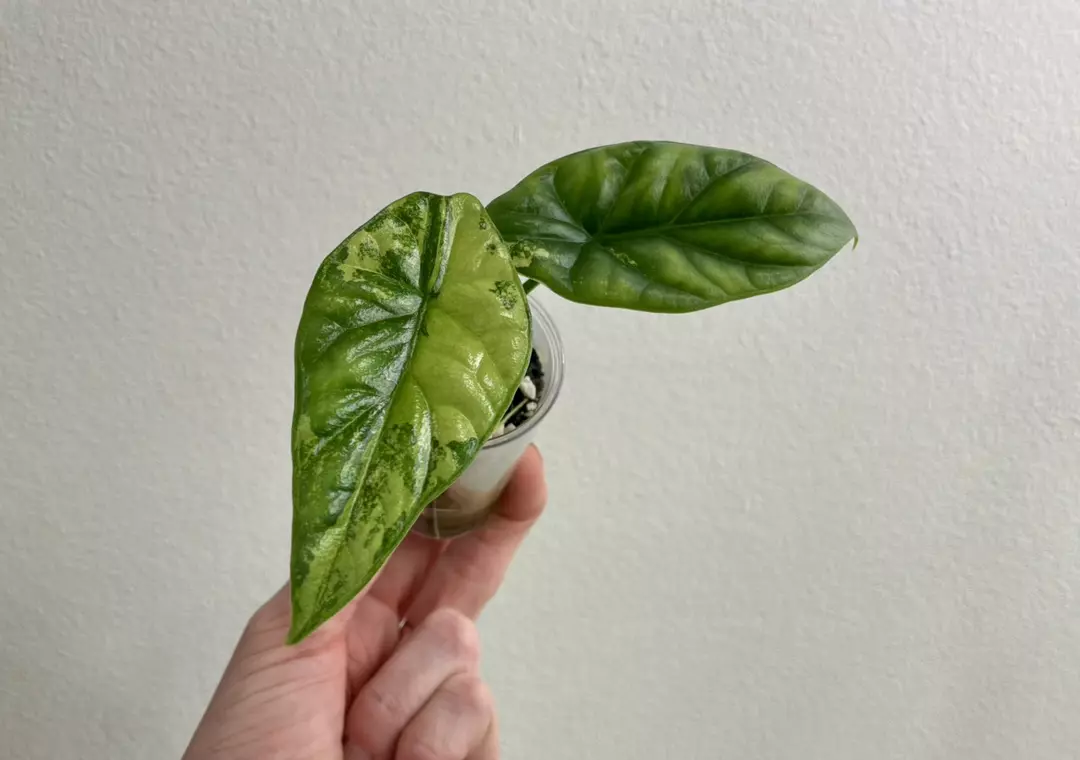 Alocasia Sinuata aurea thumbnail