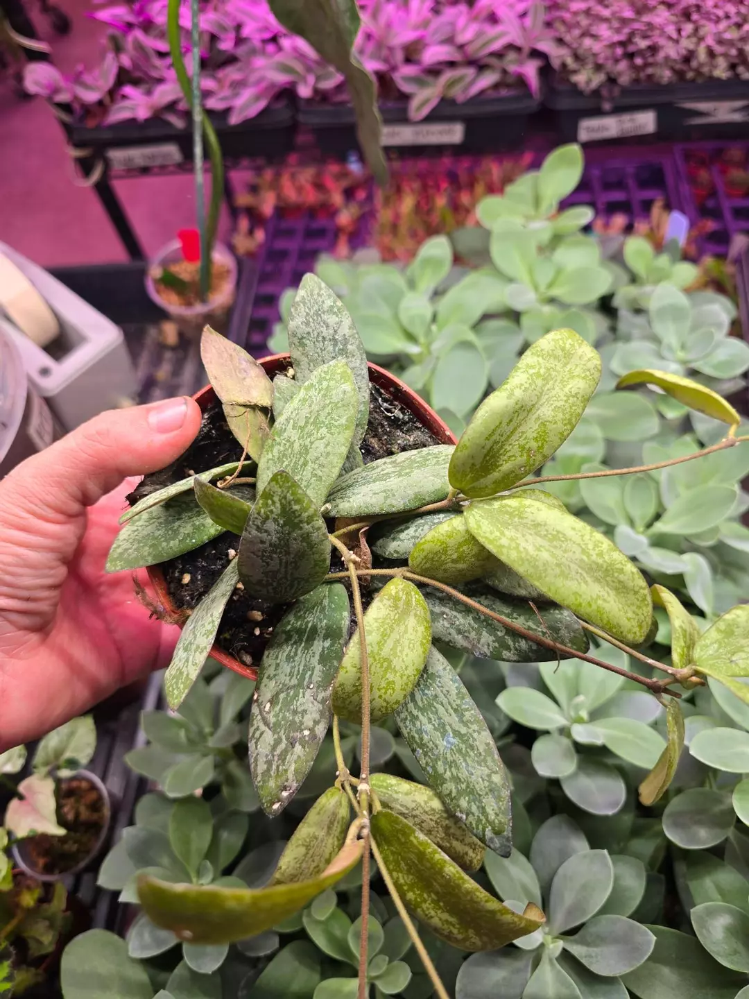 4in Hoya sigillatis wide form GC thumbnail