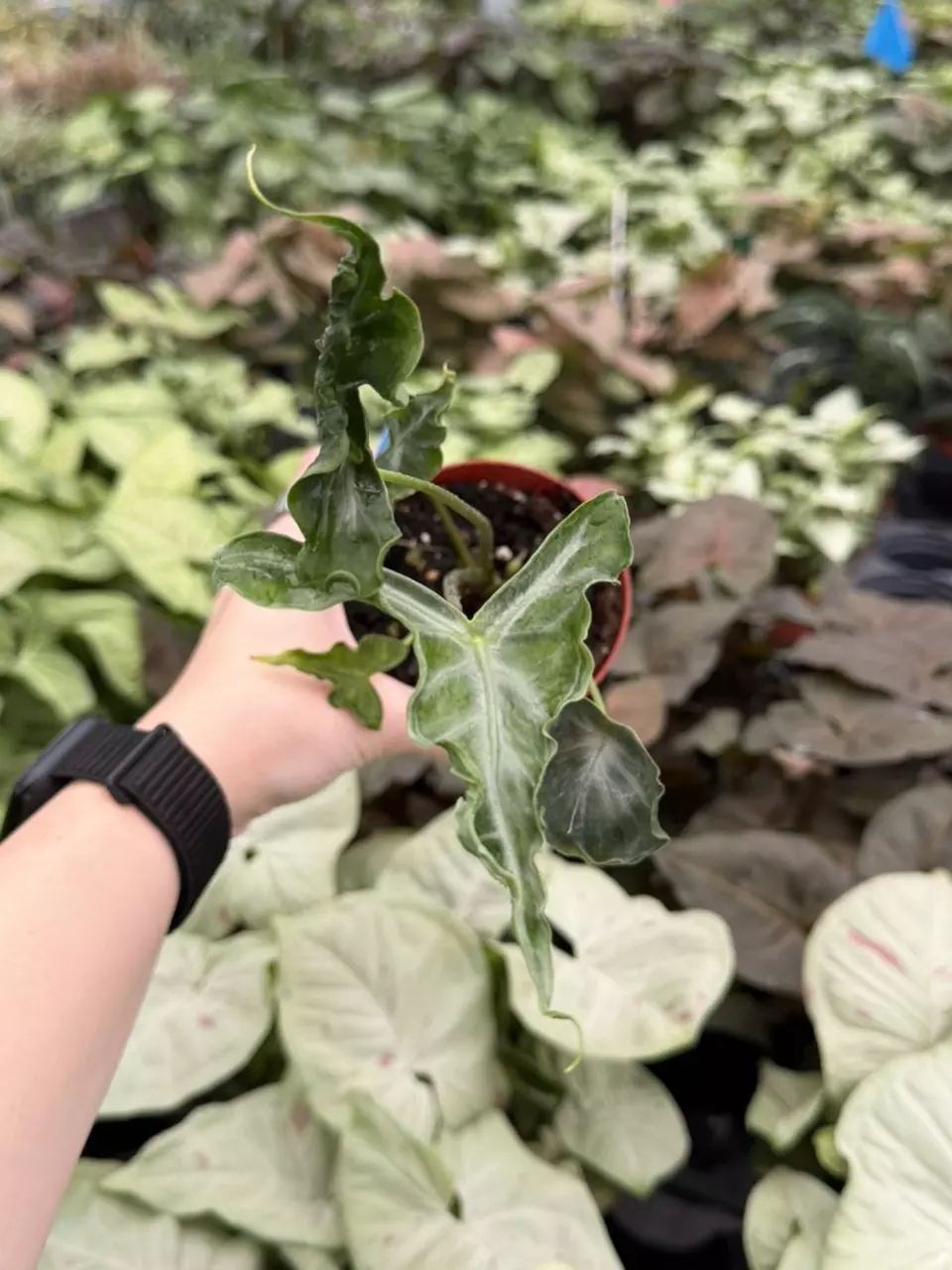 Alocasia Telletubies Specific 4” Pot 8286EMP | F thumbnail