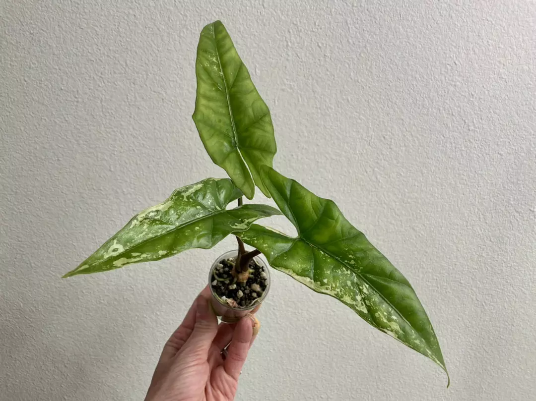 Alocasia Simpo Albo B thumbnail