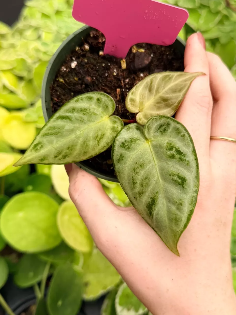 Anthurium Silver Chrome x Dorayaki Specific 4” Pot 9020FEP | F thumbnail
